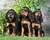 PUP 20 JE0013 01
Three Gordon Setter Puppies Sitting On Grass By Brick Wall
