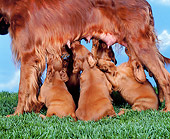 PUP 20 RK0002 01
Irish Setter Mom Nursing Puppies On Grass