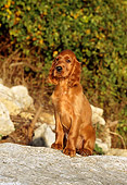 PUP 20 CE0002 01
Irish Setter Puppy Sitting On Boulder By Shrubs