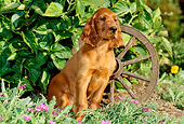 PUP 20 CE0003 01
Irish Setter Puppy Sitting By Foliage And Wagon Wheel