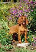 PUP 20 CE0004 01
Irish Setter Puppy Standing On Stone In Flower Garden