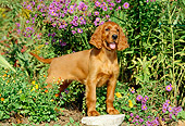 PUP 20 CE0005 01
Irish Setter Puppy Standing On Stone In Flower Garden