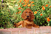 PUP 20 CE0006 01
Irish Setter Puppy Laying On Brick Wall By Orange Flowers