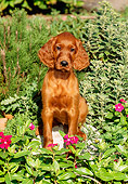 PUP 20 CE0007 01
Irish Setter Puppy Sitting On Stone In Garden By Red Flowers
