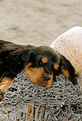 PUP 20 CE0011 01
Shoulder Shot Of Gordon Setter Puppy Sleeping On Fishing Net