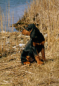 PUP 20 CE0012 01
Gordon Setter Puppy Sitting By Reeds Lake