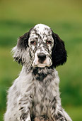 PUP 20 CE0013 01
Head On Shoulder Shot Of English Setter Puppy Sitting On Grass