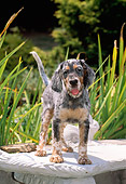 PUP 20 CE0015 01
English Setter Puppy Standing On Concrete Bench By Foliage