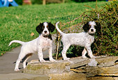 PUP 20 DS0001 01
Two English Setter Puppies Standing On Rocks By Grass And Shrubs