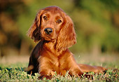 PUP 20 GR0003 02
Head Shot Of Irish Setter Laying On Grass Facing Camera