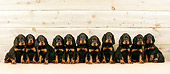 PUP 20 JD0001 01
Gordon Setter Puppies Sitting Against Wooden Wall
