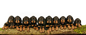 PUP 20 JD0002 01
Gordon Setter Puppies Laying Against Log