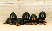 PUP 20 JD0003 01
Gordon Setter Puppies Laying By Wooden Wall