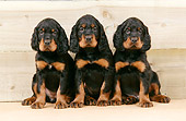 PUP 20 JD0004 01
Gordon Setter Puppies Sitting Against Wooden Wall