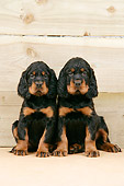 PUP 20 JD0005 01
Gordon Setter Puppies Sitting Against Wooden Wall