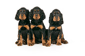 PUP 20 JD0006 01
Gordon Setter Puppies Sitting On White Seamless Studio