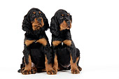 PUP 20 JD0007 01
Gordon Setter Puppies Sitting On White Seamless Studio