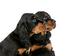 PUP 20 JD0008 01
Profile Shoulder Shot Of Gordon Setter Puppies Sitting On White Seamless Studio