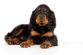 PUP 20 JD0009 01
Gordon Setter Puppy Laying On White Seamless Studio