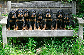 PUP 20 JD0010 01
Gordon Setter Puppies Sitting On Wooden Bench