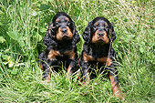 PUP 20 JD0011 01
Gordon Setter Puppies Sitting Among Foliage