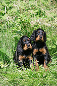 PUP 20 JD0012 01
Gordon Setter Puppies Sitting Among Foliage