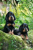 PUP 20 JD0013 01
Gordon Setter Puppies Sitting Among Foliage