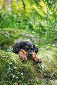 PUP 20 JD0014 01
Gordon Setter Puppy Laying Among Foliage