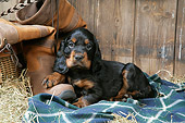 PUP 20 JD0015 01
Gordon Setter Puppy Laying On Blanket By Boot And Hay