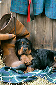 PUP 20 JD0016 01
Gordon Setter Puppy Laying On Blanket By Boot And Hay