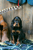 PUP 20 JD0017 01
Gordon Setter Puppy Sitting On Blanket By Boot And Hay