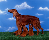 PUP 20 RK0002 03
Irish Setter Mom Nursing Puppies On Grass