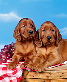 PUP 20 RK0004 05
Two Irish Setter Puppies Laying On Top Of Picnic Basket By Fruit Studio