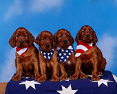 PUP 20 RK0005 20
A Group Of Irish Setter Puppies Sitting In A Row Wearing Flag Bandanas On Star Blanket Blue Background