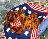 PUP 20 RK0006 03
Irish Setter Mom And Puppies In Patriotic Chair Studio