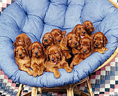 PUP 20 RK0007 18
A Group Of Irish Setter Puppies Laying On Blue Chair