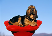 PUP 21 CB0003 01
Bloodhound Puppy Laying In Red Dog Bed Shaped Like Flower