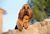 PUP 21 CB0004 01
Bloodhound Puppy Leaning On Rock