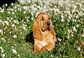 PUP 21 CB0006 01
Bloodhound Puppy Laying In Grass And Wildflowers