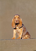 PUP 21 CB0009 01
Bloodhound Puppy Sitting In Brown Studio