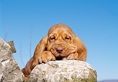 PUP 21 CB0011 01
Close-Up Of Bloodhound Puppy Resting On Rock