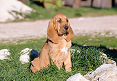 PUP 21 CB0013 01
Bloodhound Puppy Sitting In Grass