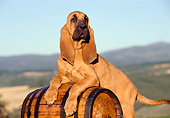 PUP 21 CB0015 01
Bloodhound Puppy Leaning On Barrel