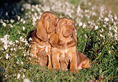 PUP 21 CB0019 01
Two Bloodhound Puppies Sitting In Grass And Wildflowers