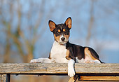 PUP 21 CB0020 01
Basenji Puppy Laying On Wooden Plank