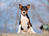 PUP 21 CB0021 01
Basenji Puppy Sitting On Wooden Plank