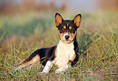 PUP 21 CB0022 01
Basenji Puppy Laying On Grass