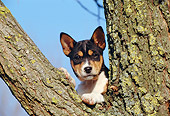 PUP 21 CB0023 01
Basenji Puppy Leaning On Tree Trunk