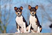 PUP 21 CB0024 01
Two Basenji Puppies Sitting On Wooden Plank