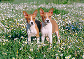 PUP 21 CB0025 01
Two Basenji Puppies Standing In Field Of Wildflowers